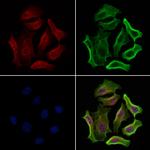 Phospho-HSF1 (Ser307) Antibody in Immunocytochemistry (ICC/IF)