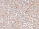 Phospho-MAX (Ser2) Antibody in Immunohistochemistry (Paraffin) (IHC (P))