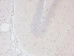 Phospho-MAX (Ser2) Antibody in Immunohistochemistry (Paraffin) (IHC (P))