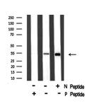 Phospho-MAX (Ser2) Antibody in Western Blot (WB)