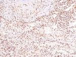 Phospho-Caveolin 2 (Ser36) Polyclonal Antibody