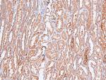 Phospho-FOXO4 (Thr455) Antibody in Immunohistochemistry (Paraffin) (IHC (P))