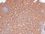 Phospho-FOXO4 (Thr455) Antibody in Immunohistochemistry (Paraffin) (IHC (P))