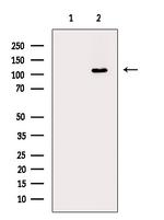 Phospho-Rb (Thr252) Antibody in Western Blot (WB)