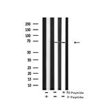 Phospho-c-Rel (Ser460, Ser492) Antibody in Western Blot (WB)