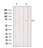 Phospho-c-Rel (Ser460, Ser492) Antibody in Western Blot (WB)