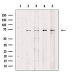 Phospho-c-Rel (Ser460, Ser492) Antibody in Western Blot (WB)