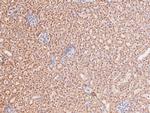 Phospho-STAT4 (Ser721) Antibody in Immunohistochemistry (Paraffin) (IHC (P))