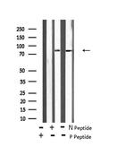 Phospho-STK29 (Thr260) Antibody in Western Blot (WB)