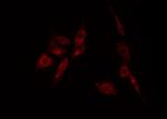 Phospho-LKB1 (Ser334) Antibody in Immunocytochemistry (ICC/IF)