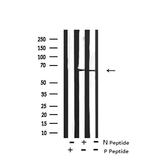 Phospho-LKB1 (Ser334) Antibody in Western Blot (WB)