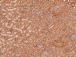 Phospho-MSK2 (Ser196) Antibody in Immunohistochemistry (Paraffin) (IHC (P))