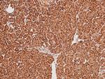 Phospho-MSK2 (Ser196) Antibody in Immunohistochemistry (Paraffin) (IHC (P))