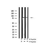 Phospho-PKC theta (Tyr90) Antibody in Western Blot (WB)