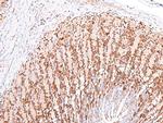 Phospho-cGKII (Ser126) Antibody in Immunohistochemistry (Paraffin) (IHC (P))