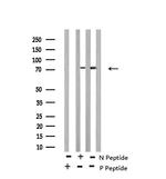 Phospho-RSK3 (Ser360) Antibody in Western Blot (WB)