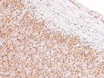 Phospho-Dystroglycan (Tyr892) Antibody in Immunohistochemistry (Paraffin) (IHC (P))