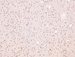 Phospho-Annexin A1 (Tyr21) Antibody in Immunohistochemistry (Paraffin) (IHC (P))