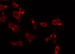Phospho-BIK (Ser35) Antibody in Immunocytochemistry (ICC/IF)