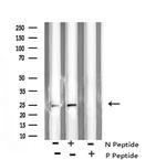 Phospho-Bim (Ser44, Ser104) Antibody in Western Blot (WB)
