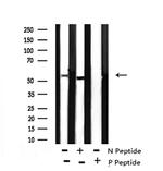 Phospho-Bora (Ser497) Antibody in Western Blot (WB)