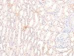 Phospho-Claspin (Ser30) Antibody in Immunohistochemistry (Paraffin) (IHC (P))