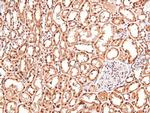 Phospho-Claudin 4 (Tyr208) Polyclonal Antibody