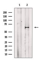 Phospho-MAP2 (Thr1616) Polyclonal Antibody