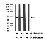 Phospho-MAZ (Thr72) Antibody in Western Blot (WB)