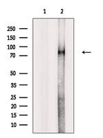 Phospho-p73 (Thr86) Polyclonal Antibody