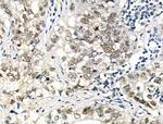 Phospho-SRF (Thr159) Antibody in Immunohistochemistry (Paraffin) (IHC (P))