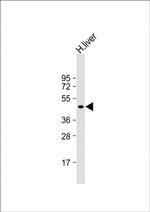 LYVE1 Antibody in Western Blot (WB)