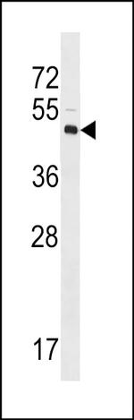 LYVE1 Antibody in Western Blot (WB)
