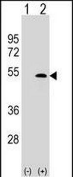 LYVE1 Antibody in Western Blot (WB)