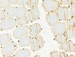 Phospho-XRCC4 (Ser260) Polyclonal Antibody