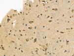 Phospho-XRCC4 (Ser260) Antibody in Immunohistochemistry (Paraffin) (IHC (P))