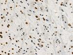 Phospho-POLR2A (Ser2, Ser1616) Antibody in Immunohistochemistry (Paraffin) (IHC (P))