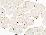 Phospho-POLR2A (Ser2, Ser1616) Antibody in Immunohistochemistry (Paraffin) (IHC (P))