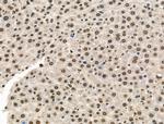 Phospho-POLR2A (Ser2, Ser1616) Antibody in Immunohistochemistry (Paraffin) (IHC (P))