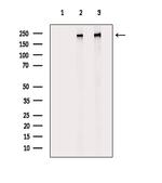 Phospho-POLR2A (Ser2, Ser1616) Antibody in Western Blot (WB)
