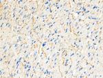 Phospho-Raptor (Ser792) Polyclonal Antibody