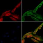 Phospho-Caspase 3 (Ser26) Polyclonal Antibody