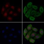 Phospho-p130 (Ser639) Polyclonal Antibody