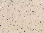 Phospho-p130 (Ser639) Antibody in Immunohistochemistry (Paraffin) (IHC (P))