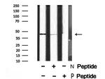 Phospho-VASP (Thr278) Antibody in Western Blot (WB)
