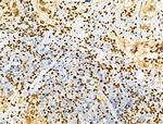 Phospho-SMC3 (Ser1067) Antibody in Immunohistochemistry (Paraffin) (IHC (P))