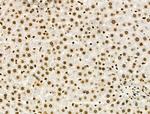 Phospho-SMC3 (Ser1067) Antibody in Immunohistochemistry (Paraffin) (IHC (P))