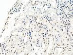 Phospho-Bcl-3 (Ser402) Polyclonal Antibody