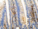Phospho-CD19 (Tyr500) Antibody in Immunohistochemistry (Paraffin) (IHC (P))