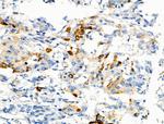Phospho-C5AR1 (Ser327) Polyclonal Antibody